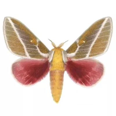 Sphingicampa Raspa Pink Saturn Moth Arizona USA UNMOUNTED/WINGS CLOSED • $12