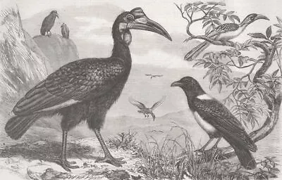 BIRDS. Ethiopian Hornbill White-necked Crow & Small 1856 Old Antique Print • £7.99