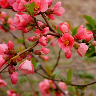 Chaenomeles × Superba 'Pink Lady' / Japanese Quince In 12cm Pot • £11.99