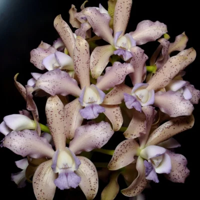 $13.50 • Buy Cattleya Orchid Seedling (C. Interglossa F. Coerulea 'Purple Tower' BM/JOGA X C.