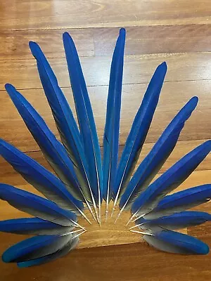 Hybrid Macaw Tail Feathers • $134