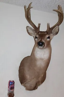 Whitetail Deer Head Shoulder Mount Taxidermy Cape Shed Antler Hunt Mule Rack • $270