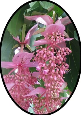 Florinilla  AROSA  Medinilla Plant~Live Well Rooted STARTER Plant~ VERY RARE • $29.99