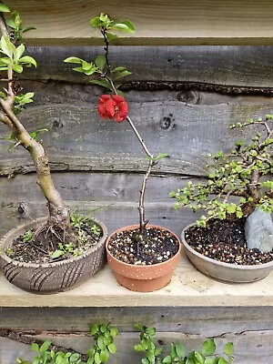 Bonsai Tree Starter Japanese Quince • £35