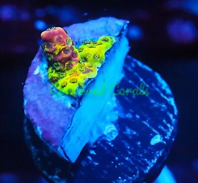 Cornbred Presents RR's Rainbow Splice Milli - WYSIWYG - Frag - LIVE CORAL • $5.50