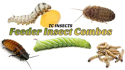 Best Live Feeder Insects  Superworms Mealworms Waxworms Hornworms Dubia Roaches • $352