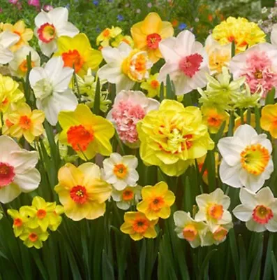 5 Bulbs All Ln One Daffodils Mix Perrenial Bulbs Size 12+CM Fresh Hand Harvest • $15.50