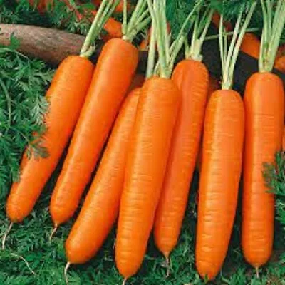 Premium Scarlet Nantes Carrot - Fresh Organic Heirloom Seed - Most Popular Ever • $1.99