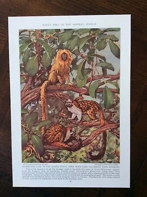 1938 Vintage Original Magazine Illustration Monkeys Of The World MARMOSET MONKEY • $10.99