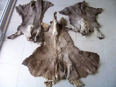 Lot Of Three Old Tanned Misc. Deer Capes • $32