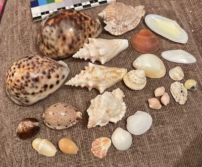 Small Mixed Selection Of Sea Shells For Display Fish Tanks Etc • £9.20