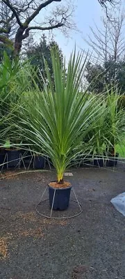 Nice Cordyline Australis - Cornish/Torbay Palm - 9.5 Litre Pot - 150-170cm • £59.99