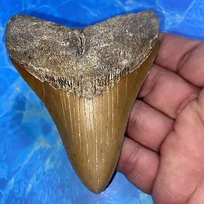 Megalodon Shark Tooth 4.22” Huge Teeth Meg Scuba Diver Direct Fossil Nc 2853 • $27