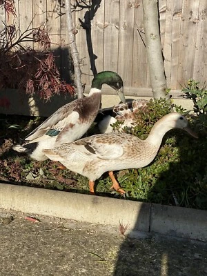£29.99 • Buy 6x Fertilised Fertile Indian Runner Duck Hatching Eggs Incubator Quick Delivery