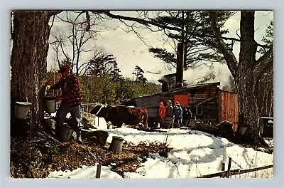 Maple Sugar Time In New England Tapping The Tree Bulls C1971 Vintage Postcard • $7.99