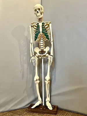 Human Skeleton 32  Plastic Skeleton Medical Teaching Model • $120