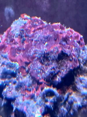 Red Coraline Reef Bacteria/Live Coral/Saltwater Marine Plant/Live Marine Rock • $15.99