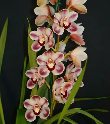 $22 • Buy OoN Cymbidium Orchid Kimberley Splash 'Tee Pee' (SJS 4202) 85mm Pots