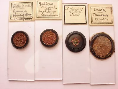 4 Antique Microscope Slides. Arranged Groups Of Seeds • $18.64