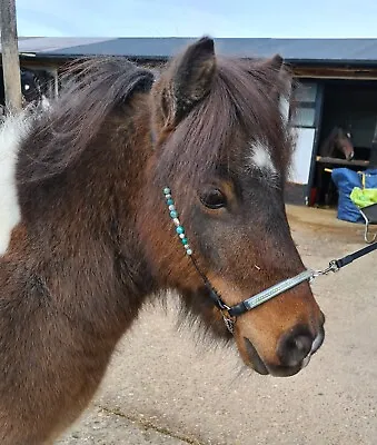 Miniature Shetland In-Hand LEATHER Show Slips Halter Bridle. Show Leads & Chains • £36