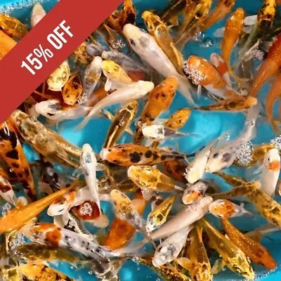 12-Lot Assorted 2 -4  Standard Fin Live Koi Fish With Overnight Shipping PKF • $84.14