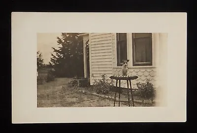 £7.31 • Buy RPPC 1910s Cute Terrier Dog On A Tall Table In The Yard Unknown Location