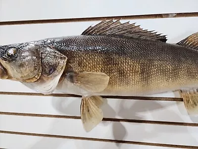 Beautiful Real Skin Walleye 29”  Taxidermy Wall Mount Art Wildlife • $380