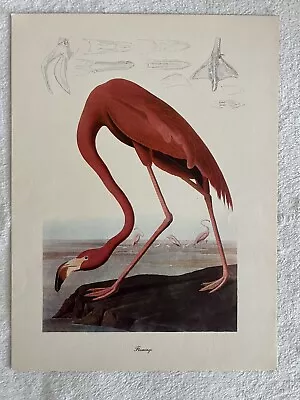 Vintage Audubon Birds Of America Print Flamingo 12 X 9 • $10