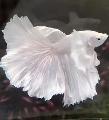 Live Betta Fish - Male Dumbo White Hm • $60