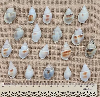 19 Shells Brown Marginellas Snail Seashells Crafts Aquarium Beach Wedding Decor  • £1.99