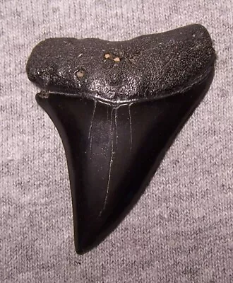 Mako Shark Tooth  2   Shark Teeth Megalodon Fossil Jaw Scuba Diver Fishing • $36