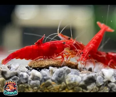 10+1 Fire Red Cherry - Freshwater Neocaridina Aquarium Shrimp. Live Guarantee • $5