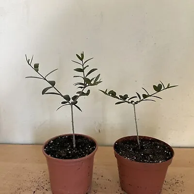 Olive Tree Olea Europaea X2 • £12.50