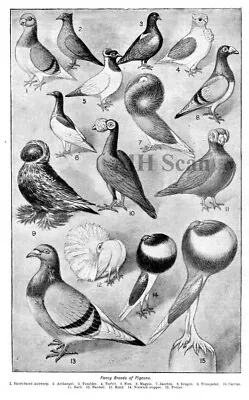 FANCY PIGEONS Breeds Birds; Original Antique Print C1900 • £8.50