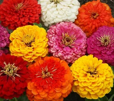 ZINNIA DAHLIA FLOWERED MIX SEEDS 100+ GARDEN Bees BIRDS Annual Free Shipping • $2