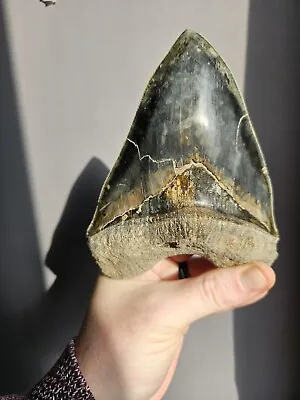 Megalodon Tooth 5.75 • £300