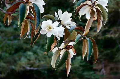 Magnolia Syn Michelia Doltsopa EVERGREEN MAGNOLIA - FRAGRANT FLOWERS - Seeds! • $4.99