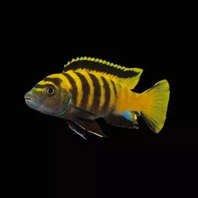 Flavus Malawi Cichlid Pseudotropheus • £9.99