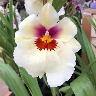 Miltonia Arthur Cobbledick  'Springtime' Pansy Orchid HCC/AOS IN SPIKE 4  Pot • $32