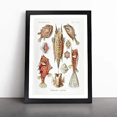 Selection Of Fish By Ernst Haeckel Wall Art Print Framed Canvas Picture Poster • $18.61