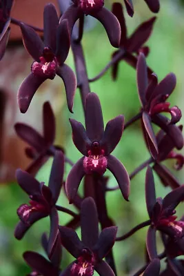 $50 • Buy Orchid Cymbidium Aussie Midnight X Cym.findlaysonianum