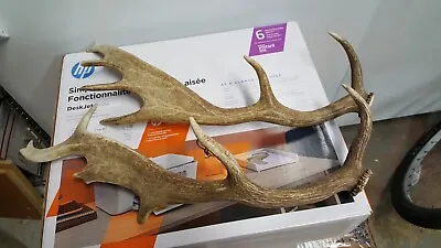 2 FALLOW DEER SHED Antlers Whitetail Deer Mule Antelope Taxidermy Shed • $69