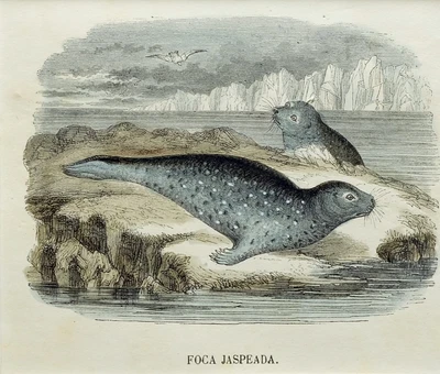 £19.62 • Buy (P1) 1863 Original Antique Engraving Hand Colored MAMMALS  (05159)