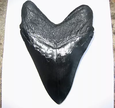 5 Inch Long Megalodon Tooth Replica Big Fossil Giant Relic Teeth Huge Shark Meg • $19.95