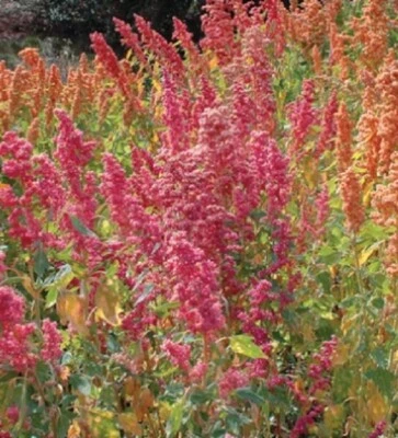 $1.50 • Buy H142 QUINOA BRILLIANT RAINBOW MIX X30 Seeds BRIGHT RED PINK CREAM ORANGE YELLOW