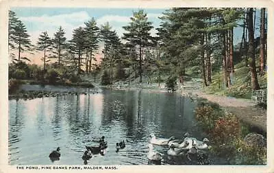 C1920 Ducks Geese The Pond Pine Banks Park Malden MA Mass VTG P106 • $2.63