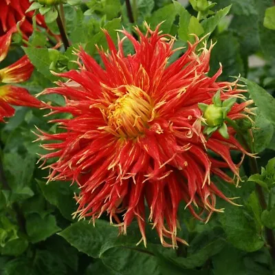 Dahlia 'Show 'N' Tell' Semi-Cactus Blooms Easy-to-Grow 3x Tubers By T&M • £12.99