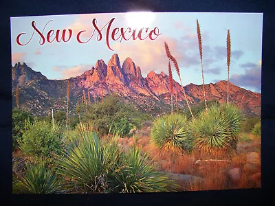 $3.99 • Buy Las Cruces New Mexico Organ Mountains Desert Yucca Blooms White Sands Postcard