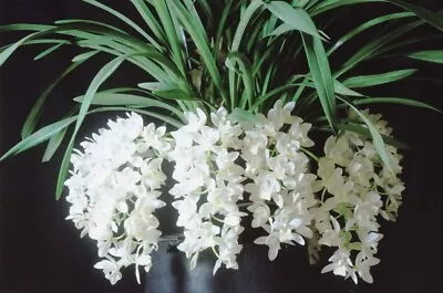 $14 • Buy Cymbidium Sarah Jean 'ice Cascade' 100mm Pot