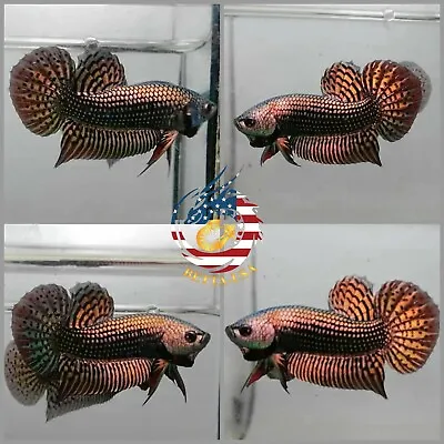 Live Betta Fish High Quality Wild Betta Alien Copper - USA Seller • $25.95